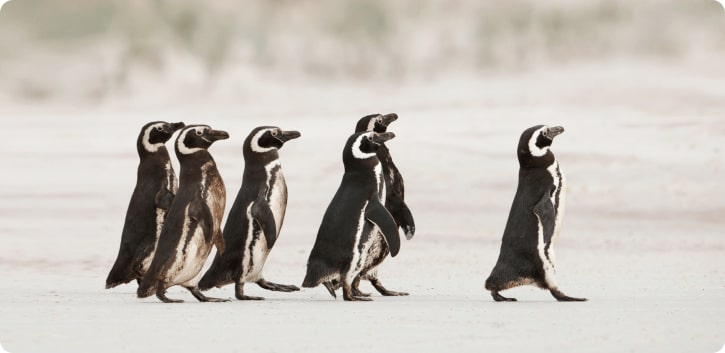 Four penguins walking in a line across sand.